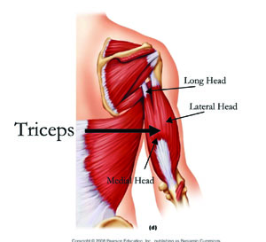Triceps